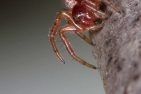 Une araniella (Araneae - Araneidae - Araniella sp.)
